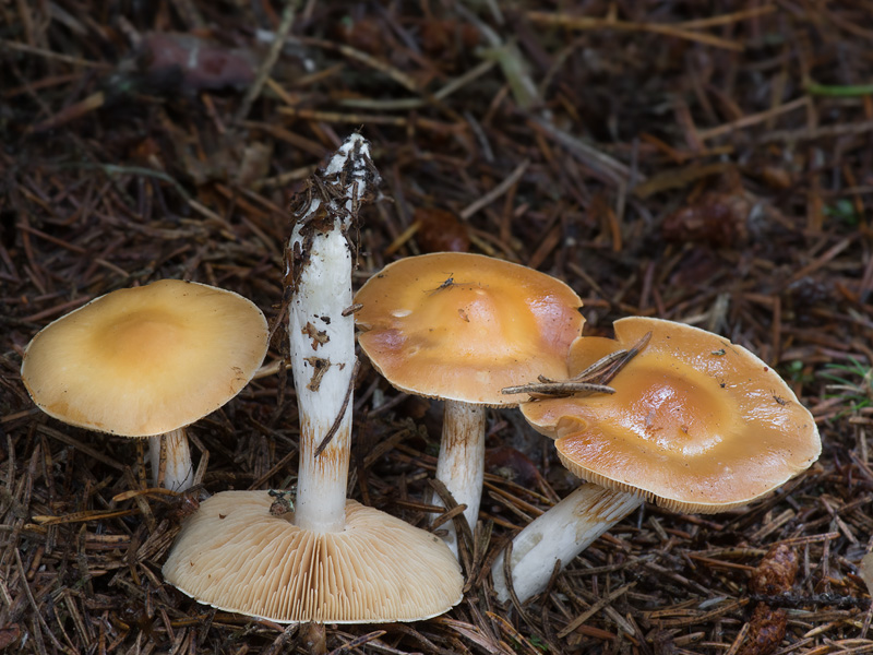 Cortinarius causticus